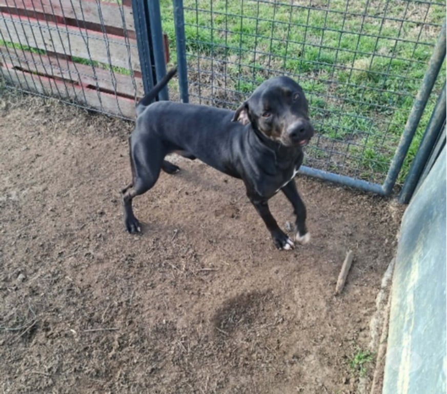 Don animaux Bouches-du-Rhône Marseille - Photos Vivastreet Chien RITCHY à l adoption