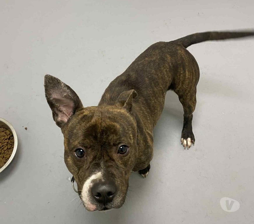 Don animaux Bouches-du-Rhône Marseille - Photos Vivastreet Chien ZACK à l adoption