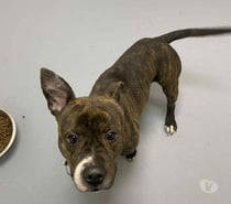 Chien ZACK à l adoption