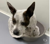 Chien SAKURA à l adoption