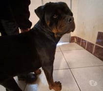 Chien SCARLET à l adoption