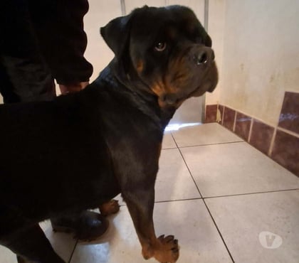 Adoption animaux Marseille Marseille - Photos Vivastreet Chien SCARLET à l adoption