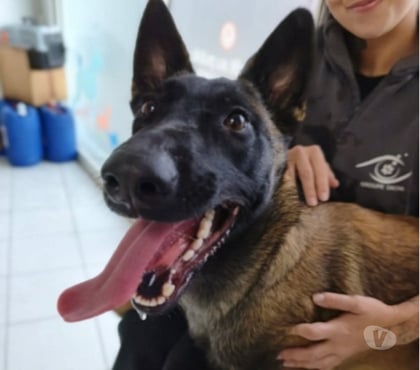 Don animaux Marseille Marseille - Photos Vivastreet Chien NALA à l adoption