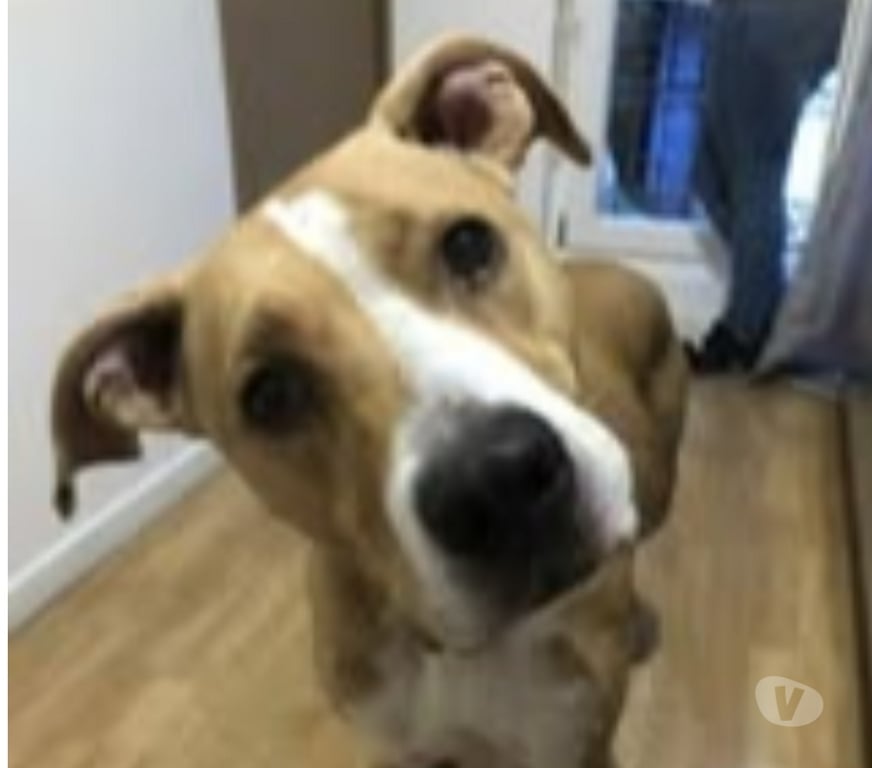 Don animaux Hérault Agde - 34300 - Photos Vivastreet Chien OMEGA à l adoption