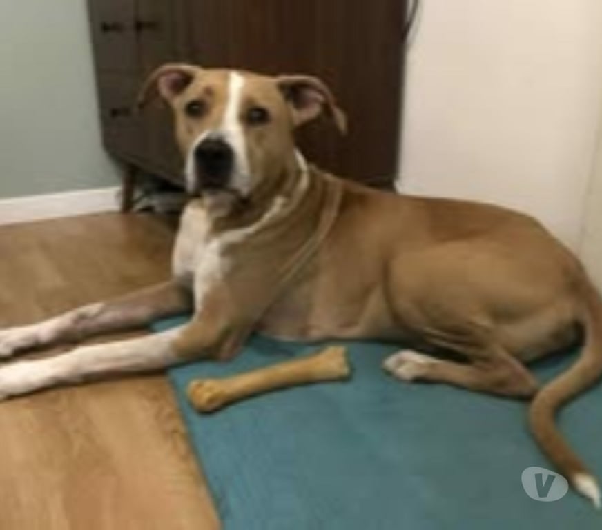 Don animaux Hérault Agde - 34300 - Photos Vivastreet Chien OMEGA à l adoption