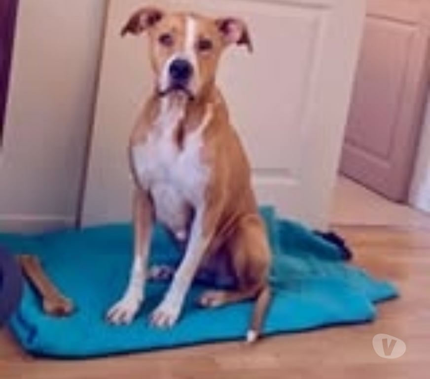 Don animaux Hérault Agde - 34300 - Photos Vivastreet Chien OMEGA à l adoption