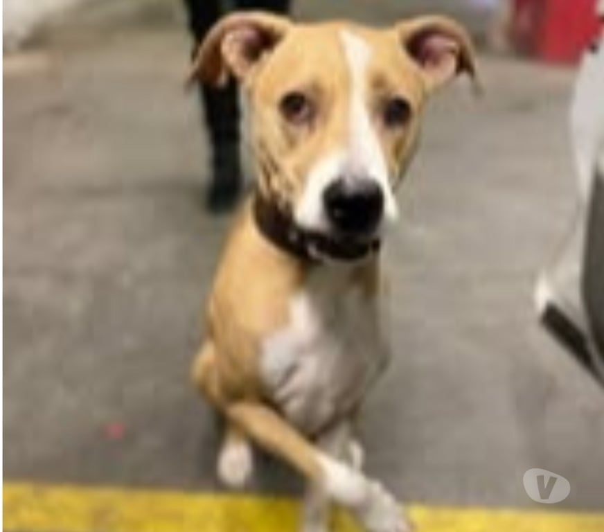 Don animaux Hérault Agde - 34300 - Photos Vivastreet Chien OMEGA à l adoption