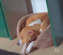 Chien OMEGA à l adoption