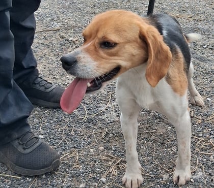 Don animaux Montpellier Montpellier - Photos Vivastreet BALTUS, chien type beagle, 3 ans non lof