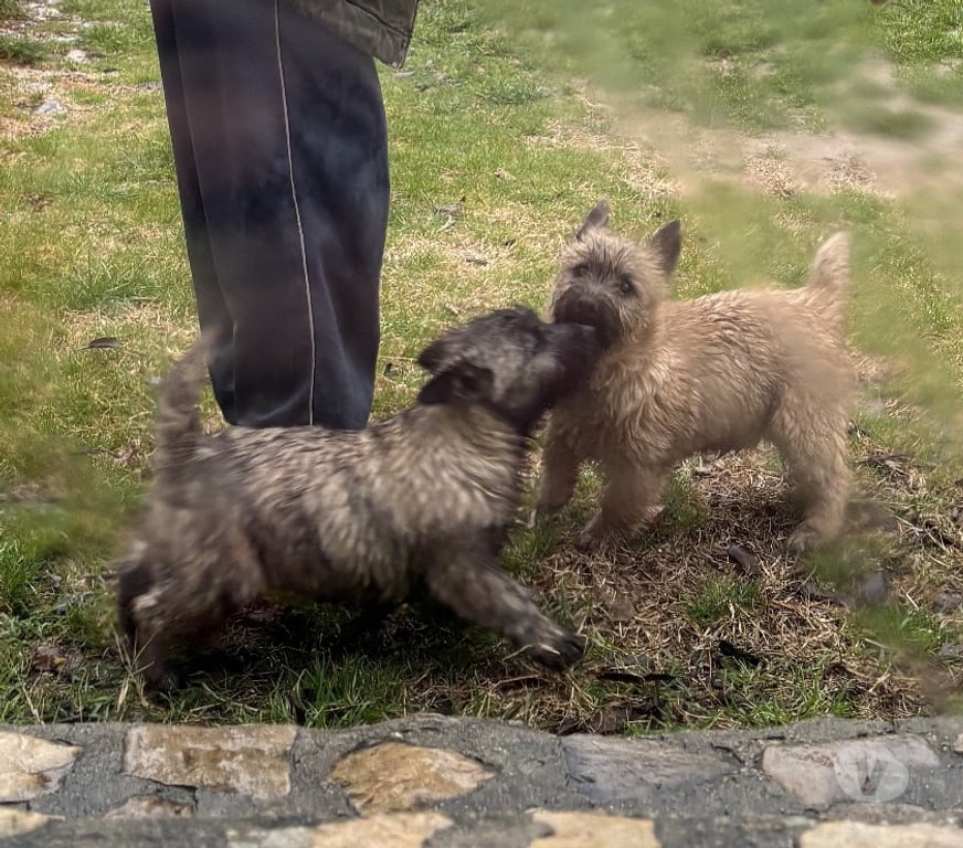 Vente Gard Nimes - Photos Vivastreet Chiot Cairn Terrier