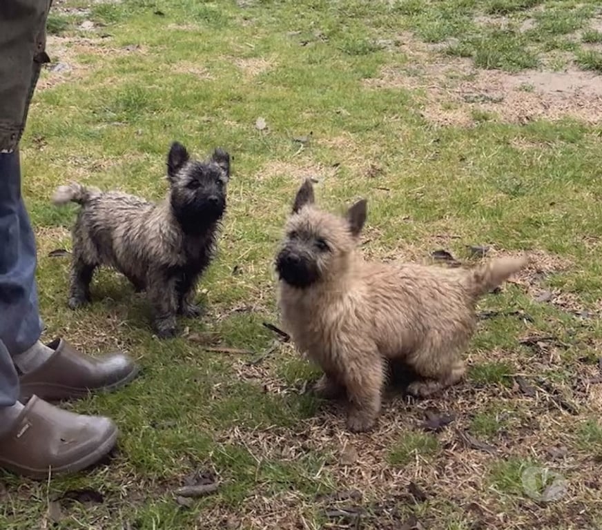 Vente Gard Nimes - Photos Vivastreet Chiot Cairn Terrier