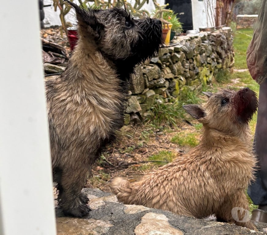 Vente Gard Nimes - Photos Vivastreet Chiot Cairn Terrier