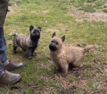 Chiot Cairn Terrier