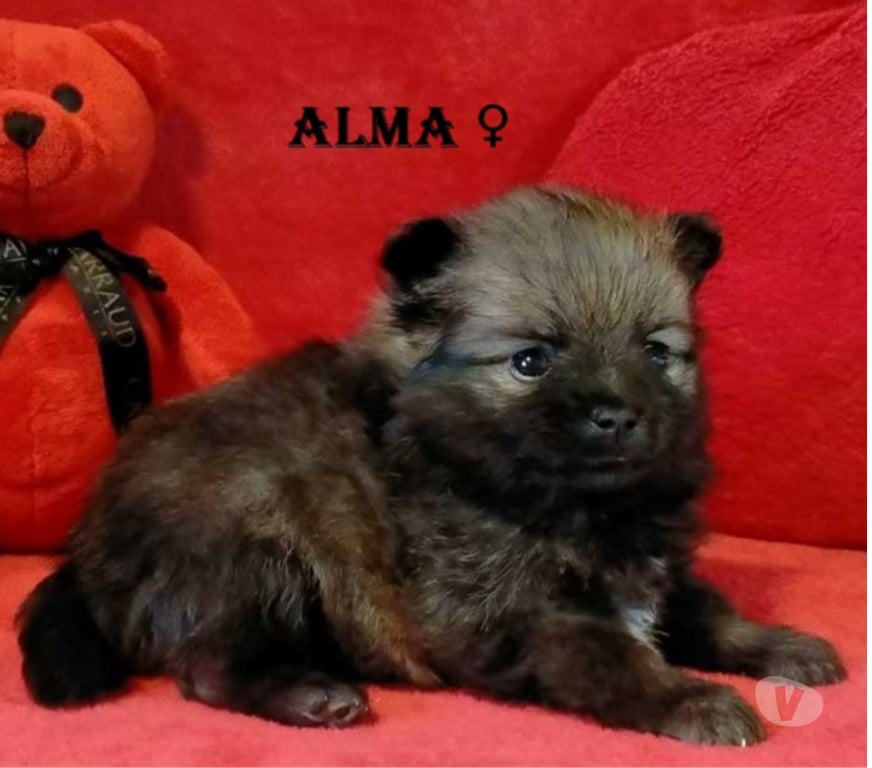 Vente Marne Chalons en Champagne - 51000 - Photos Vivastreet chiot Loulou de poméranie