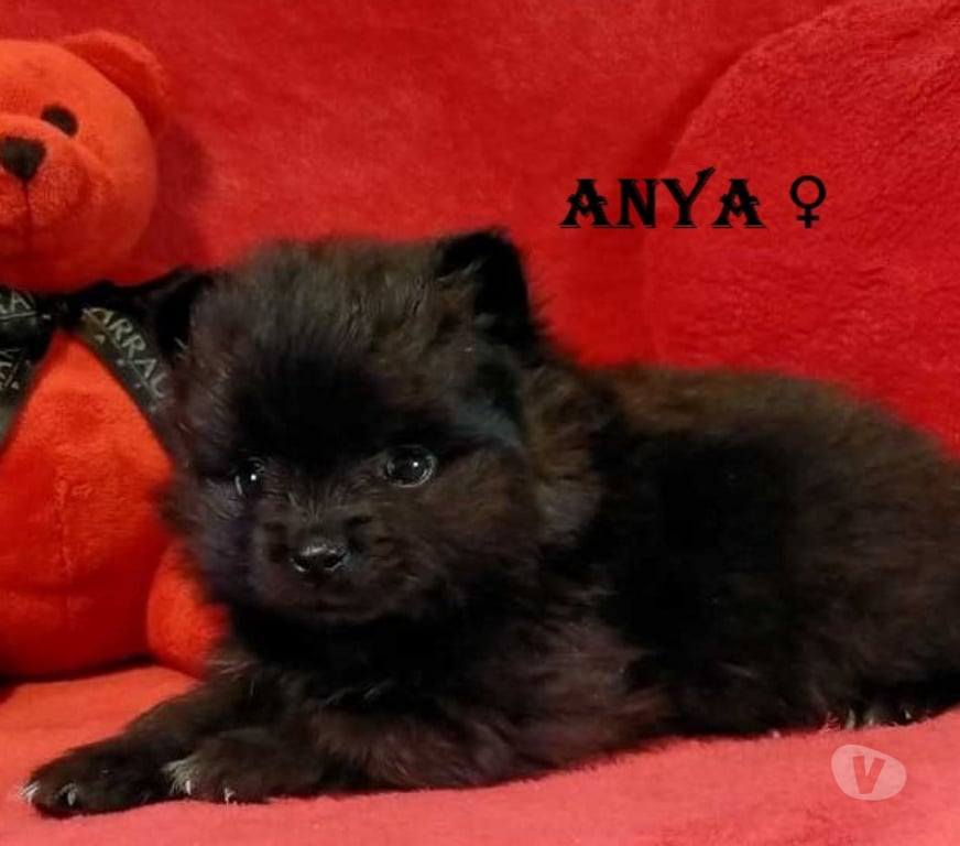 Vente Marne Chalons en Champagne - 51000 - Photos Vivastreet chiot Loulou de poméranie