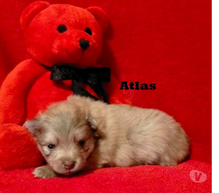 Vente Marne Chalons en Champagne - 51000 - Photos Vivastreet chiot Loulou de poméranie