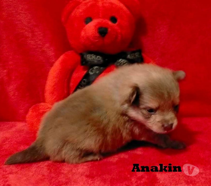 Vente Marne Chalons en Champagne - 51000 - Photos Vivastreet chiot Loulou de poméranie