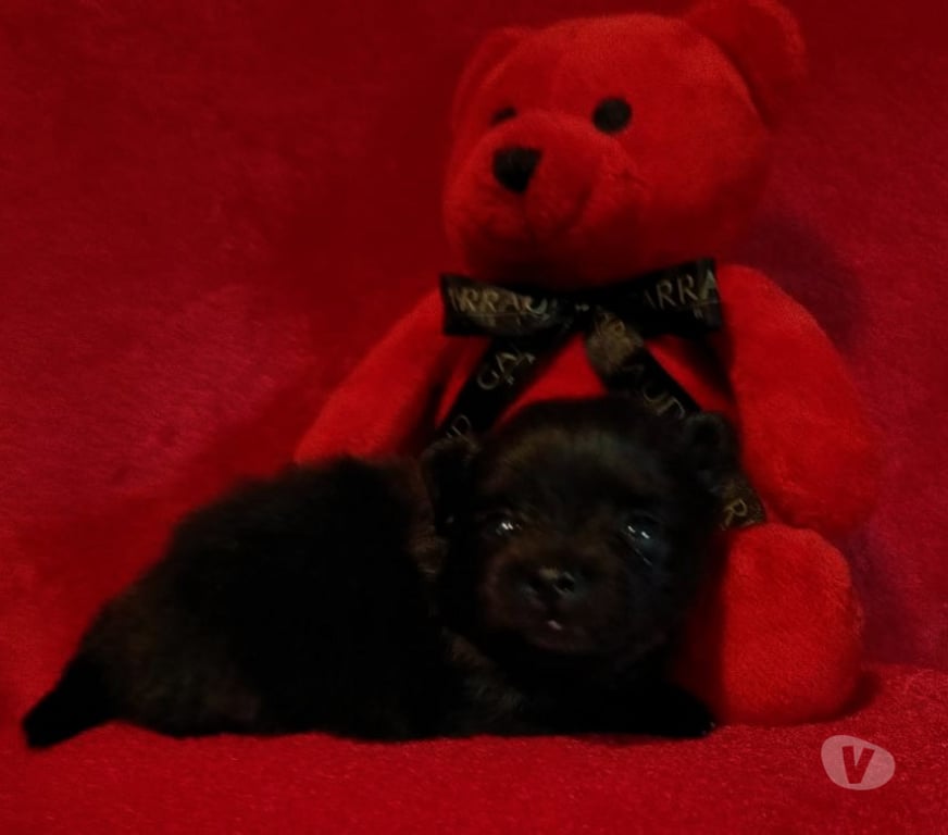 Vente Marne Chalons en Champagne - 51000 - Photos Vivastreet chiot Loulou de poméranie