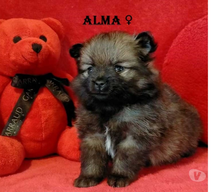 Vente Marne Chalons en Champagne - 51000 - Photos Vivastreet chiot Loulou de poméranie