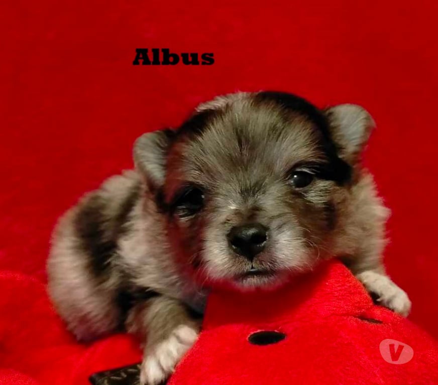 Vente Marne Chalons en Champagne - 51000 - Photos Vivastreet chiot Loulou de poméranie