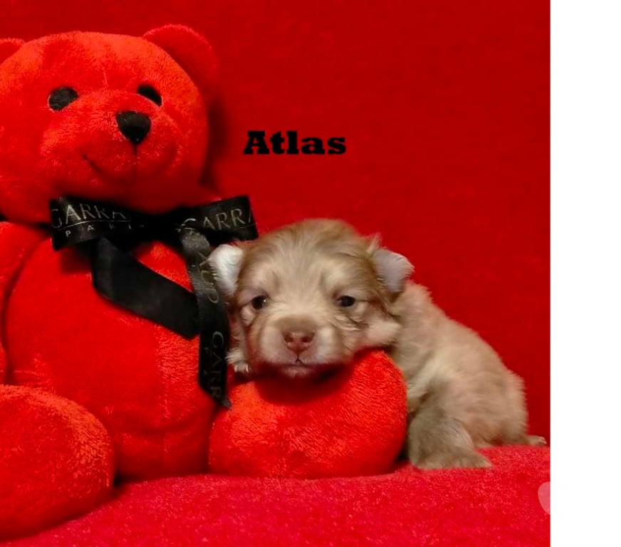 Vente Marne Chalons en Champagne - 51000 - Photos Vivastreet chiot Loulou de poméranie