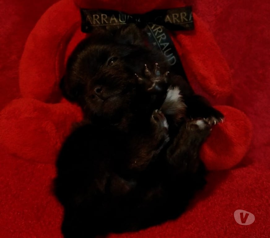 Vente Marne Chalons en Champagne - 51000 - Photos Vivastreet chiot Loulou de poméranie