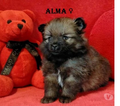 Vente Chalons en Champagne Marne - Photos Vivastreet chiot Loulou de poméranie