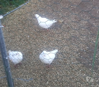 Vente animaux St Julien de l'Escap Charente-Maritime - Photos Vivastreet vente de pigeons