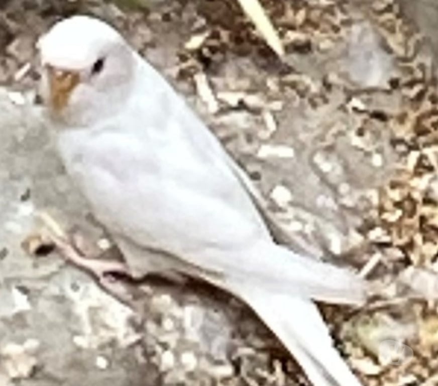 Vente Nord Aix - 59310 - Photos Vivastreet PARTICULIER VEND JEUNES PERRUCHES ONDULEE