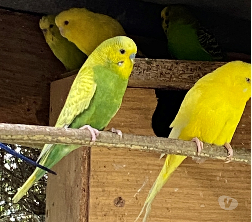 Vente Nord Aix - 59310 - Photos Vivastreet PARTICULIER VEND JEUNES PERRUCHES ONDULEE