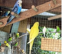 PARTICULIER VEND JEUNES PERRUCHES ONDULEE