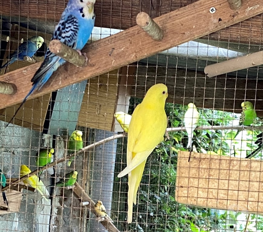 Vente Seine-Saint-Denis Noisy le Grand - 93160 - Photos Vivastreet PARTICULIER VEND LES JEUNES PERRUCHES ONDULEE NEE FIN 2025