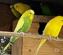 PARTICULIER VEND LES JEUNES PERRUCHES ONDULEE NEE FIN 2025