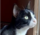 Soisy sous Montmorency - Val-d'Oise — MINOUCHKA, à adopter