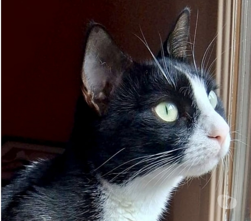 Don animaux Val-d'Oise Soisy sous Montmorency - 95230 - Photos Vivastreet MINOUCHKA, à adopter