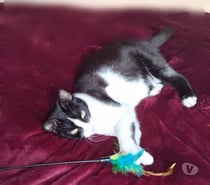 MINOUCHKA, à adopter