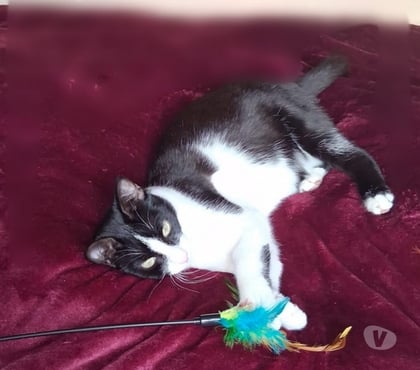 Don animaux Soisy sous Montmorency Val-d'Oise - Photos Vivastreet MINOUCHKA, à adopter