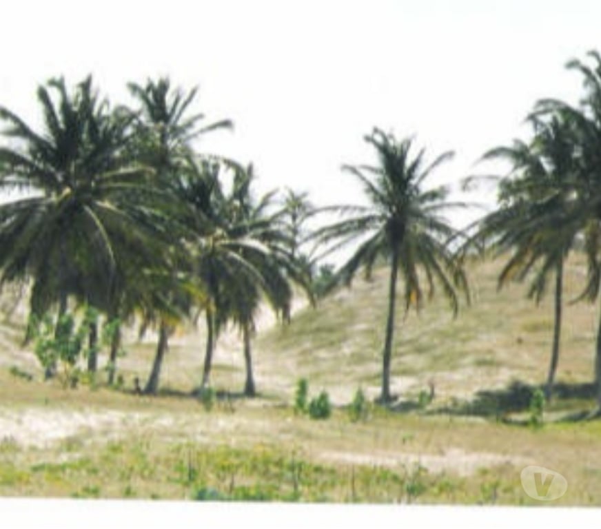 Terrain à vendre Brésil - Photos Vivastreet TERRAIN DE 17 HA DE LA PLAGE A LA ROUTE PRINCIPALE