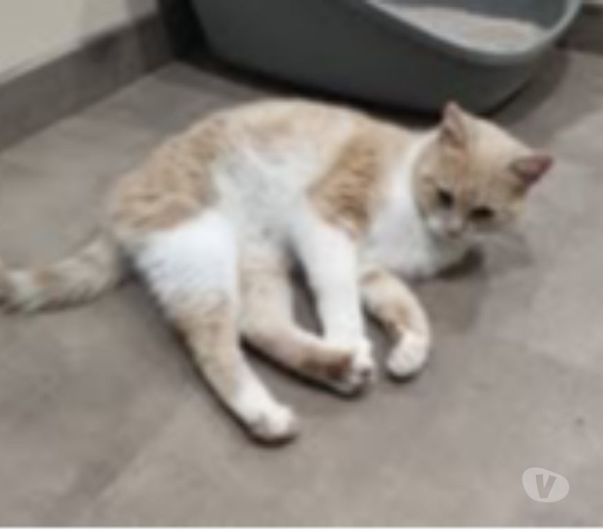 Don animaux Drôme Montmeyran - 26120 - Photos Vivastreet Chat MOKA à l adoption