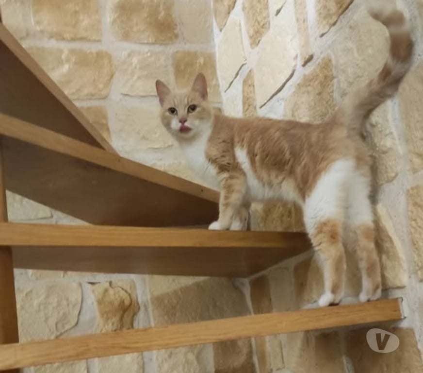 Don animaux Drôme Montmeyran - 26120 - Photos Vivastreet Chat MOKA à l adoption