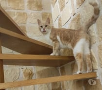 Chat MOKA à l adoption