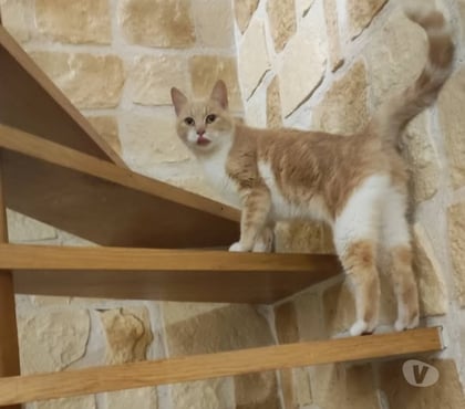 Don Montmeyran Drôme - Photos Vivastreet Chat MOKA à l adoption