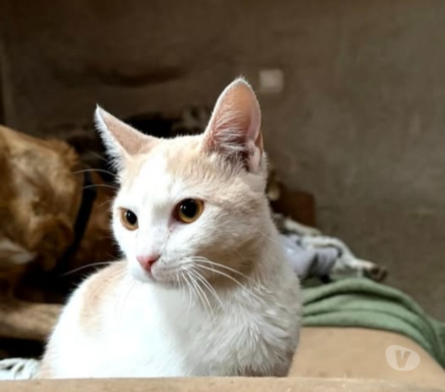 Don animaux Ardèche Colombier le Jeune - 07270 - Photos Vivastreet Chat BIANCA à l adoption