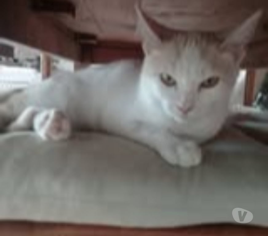 Don animaux Ardèche Colombier le Jeune - 07270 - Photos Vivastreet Chat BIANCA à l adoption