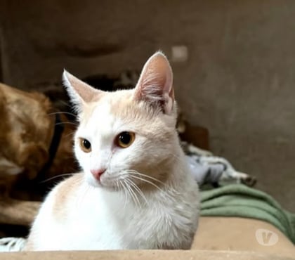 Don animaux Colombier le Jeune Ardèche - Photos Vivastreet Chat BIANCA à l adoption