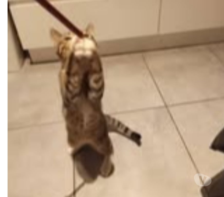 Don animaux Ardèche Guilherand Granges - 07500 - Photos Vivastreet Chat WHISPER à l adoption