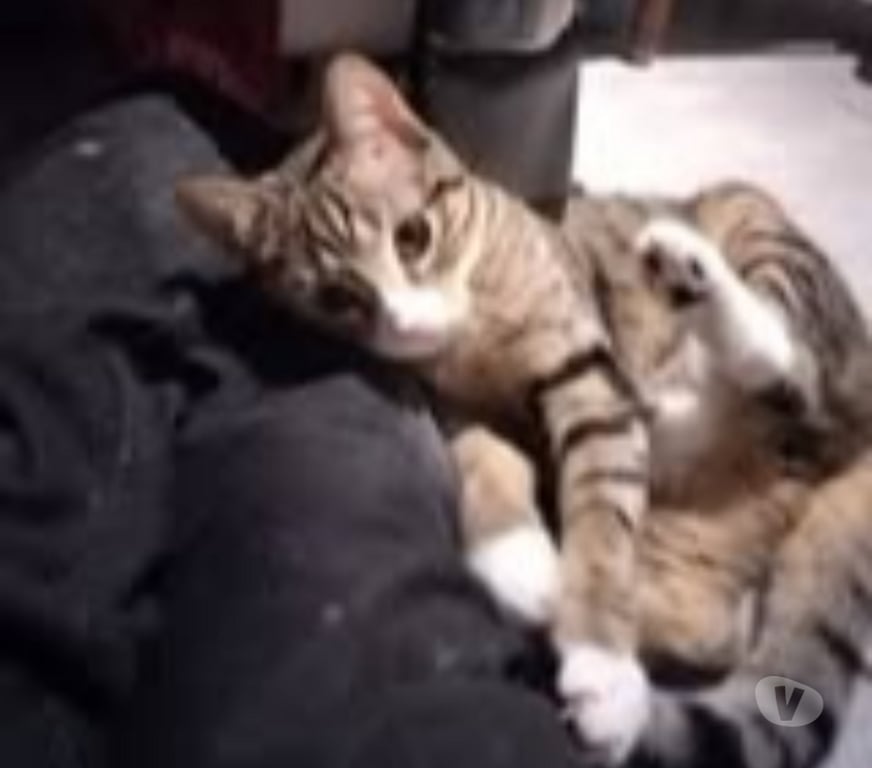 Don animaux Ardèche Guilherand Granges - 07500 - Photos Vivastreet Chat WHISPER à l adoption