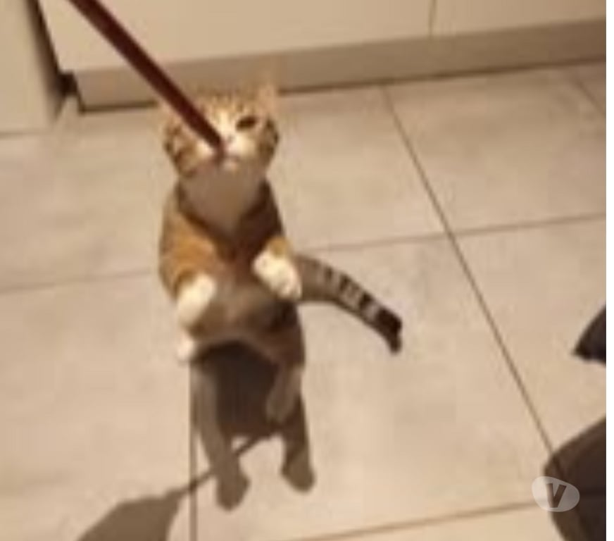 Don animaux Ardèche Guilherand Granges - 07500 - Photos Vivastreet Chat WHISPER à l adoption