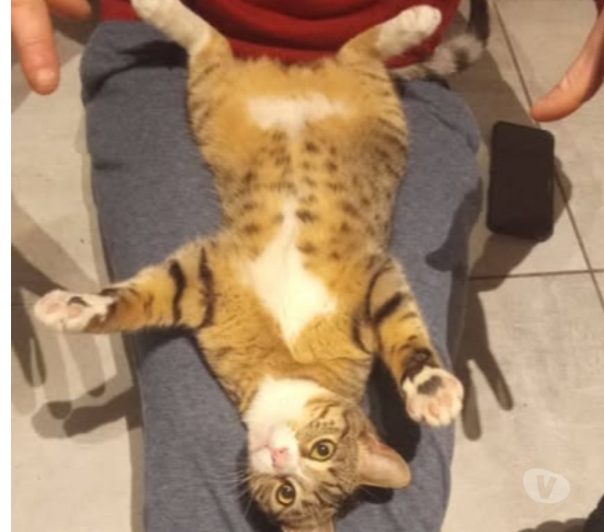 Don animaux Ardèche Guilherand Granges - 07500 - Photos Vivastreet Chat WHISPER à l adoption