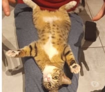 Chat WHISPER à l adoption